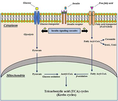 Links Between Obesity-Induced Brain Insulin Resistance, Brain Mitochondrial Dysfunction, and Dementia